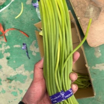 正宗兰陵蒜薹长苔，支持电商全国一件代发，质量好货源充足，