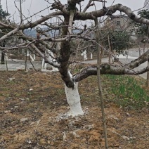 400亩桃树