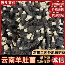 云南羊肚菌新货头茬规格齐全产地一手货源煲汤100克/袋