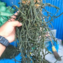 干菜批发精品架豆王干豆角，工厂销售，价格美丽，欢迎咨询！