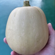 自家种植水果南瓜