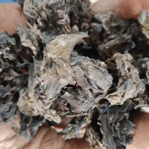 地皮菜，野生地皮菜大量供应。电商货。水洗货。