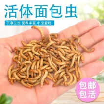 黄粉虫