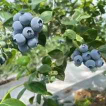 山东L25蓝莓新鲜上市价格美丽清甜可口对接全国市场热卖