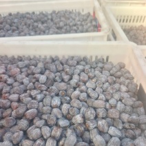 涉县无核黑枣只做精品保质保量