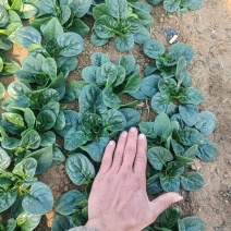 精品趴地菠菜
