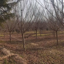 樱花树米径12公分左右主干1.5米左右需要的自己号领人挖
