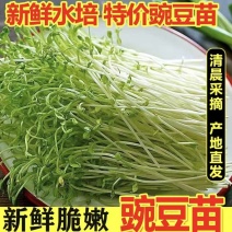 【水培豌豆苗】豌豆尖芽苗菜一手货源供火锅店商超