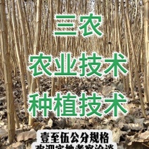 南林3804无絮速生杨