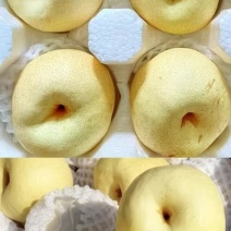 新疆库尔勒贡梨