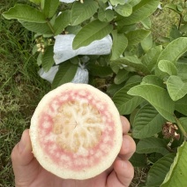 胭脂红芭乐番石榴苗，嫁接苗，挂果快易管理