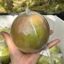 山西正宗玉露香梨