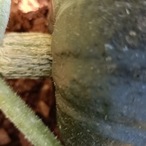 贝贝南瓜