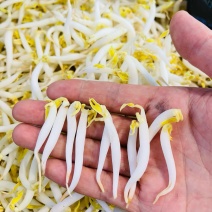 胖豆芽品质**