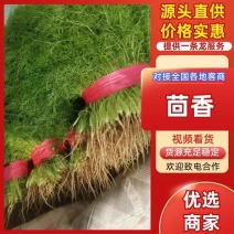 衡水饶阳新鲜茴香茎粗叶嫩香味浓欢迎来电咨询