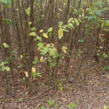 朴树小苗