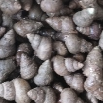 湖北新鲜肥美螺狮，大量上市，品质保障，一手货源，