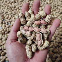 豫农花53花生种子高产粉红皮早熟鲜食榨油两用薄皮壳花生种