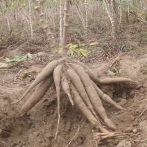 桂热10号香糯木薯