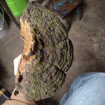 桑黄菌类