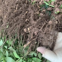 浙江小叶紫藤三叶青苗一代驯化苗基地直销
