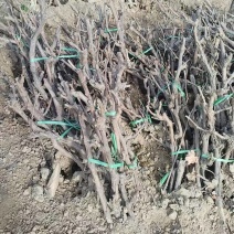 《诚信至上》河北占地葡萄树基地直发提供技术指导包成活率