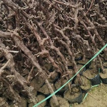 《盆栽葡萄树》河北基地直发带土带杯保质保量量大从优