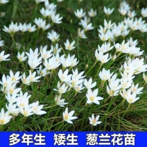葱兰风雨兰花葱莲庭院绿化喜阴植物常年开花花镜