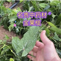 金果榄种苗，地苦胆苗，1年2年苗，有需要的联系