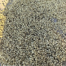 云南临沧水洗咖啡豆