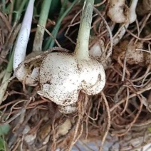 黄精苗药材苗多花黄精种苗基地直供成活率高包技术回收