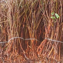 何首乌苗成活率高好管理提供种植技术种植简单全国就近发货