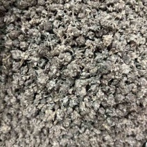 猫爪草精品货源中药材批发猫抓草质量保证欢迎联系