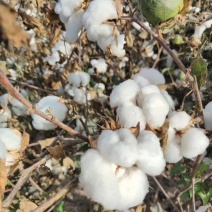 荆棉94国审棉花种子高产大桃耐重茬抗虫棉花种籽春播大田