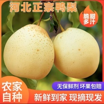 河北鸭梨