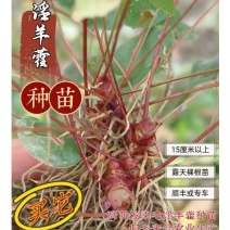 高萌发高含量柔毛淫羊藿种苗，露天淫羊藿苗