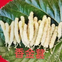 稀有品种，香金葚，口感纯甜，产量高，花青素含量，超72
