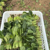 波菜热卖中