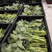 板蓝根青菜