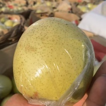 雪花梨大量上市产地直发货源充足诚信经营欢迎电话联系