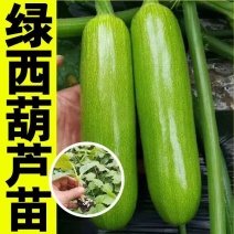 油亮西葫芦苗油皮高产西葫芦交瓜苗