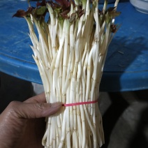 鱼腥草嫩芽