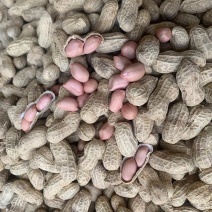菏花15号花生种子高产高油矮株耐旱抗病抗倒伏