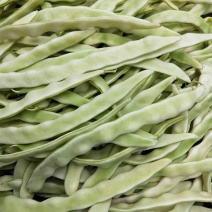 长荚状元芸豆种子白荚四季豆架豆种子无筋高产早熟长豆角种子