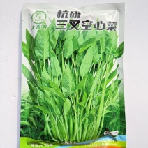 大禹杭研三叉空心菜种子株型直立粗梗脆嫩中叶空心菜种子