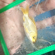 红色蝴蝶鲤普身5-7厘米观赏鱼