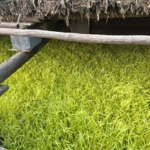 深州韭黄，产地直发，大量有货，欢迎各位老板咨询采购