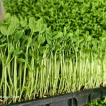 豌豆苗圆叶豌豆苗圆叶豆苗大量供应可视频看货欢迎来电