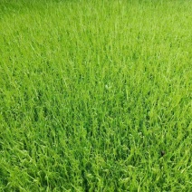 豌豆苗尖叶豌豆苗尖叶豆苗大量供应可视频看货欢迎来电