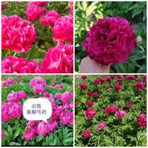 双瓣芍药，工程绿化